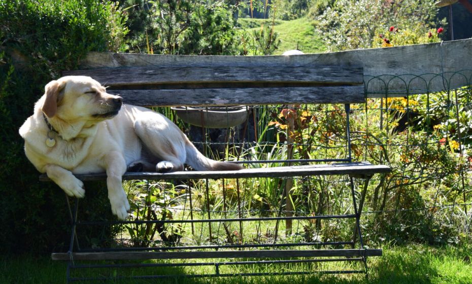 Fewo am Pfänder, Lochau, Hund Fewo am Pfänder, Lochau, Hund