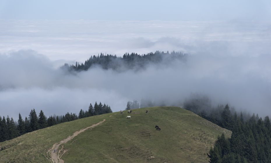 Blick Richtung KÃ¼hboden und SchÃ¶ner Mann