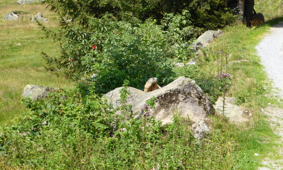 Murmeltier im hinteren Silbertal