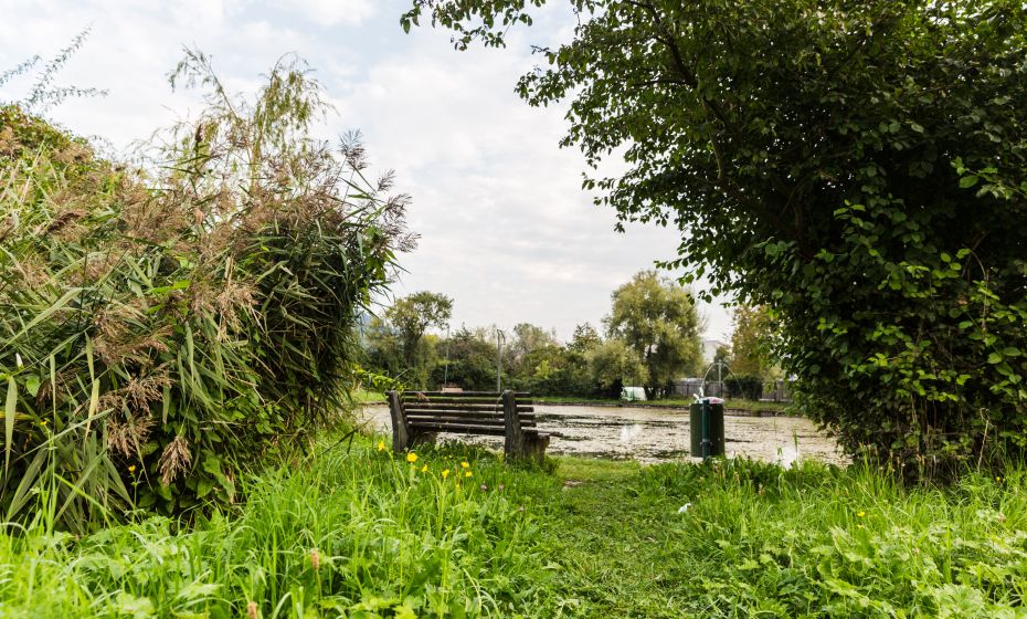 Tisner Weiher 2020 Tisner Weiher 2020