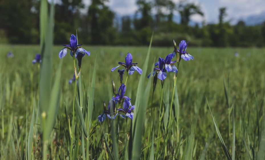 Bangser Ried Bangser Ried