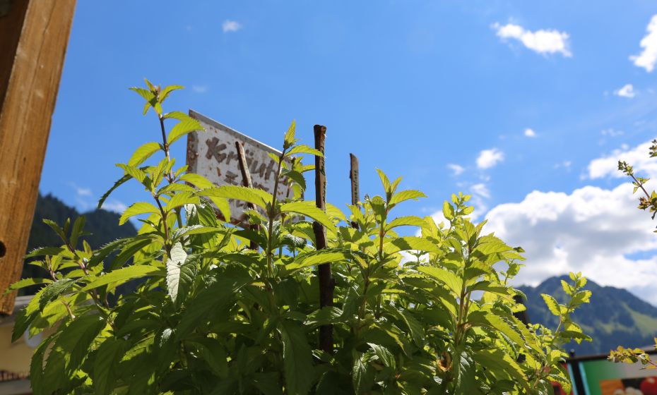 KrÃ¤uterweg "Probiar Amol" - Sport StÃ¶ckl