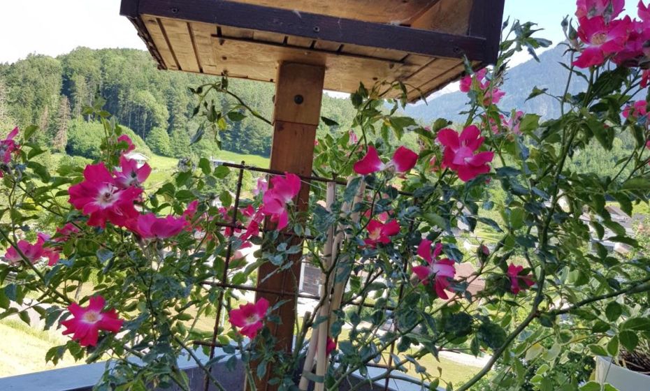 DreamlandRanch Vorarlberg