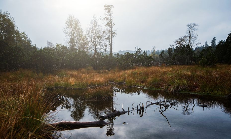 Fohramoos am Bödele Fohramoos am Bödele
