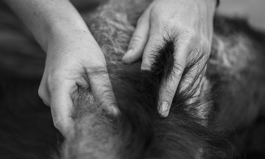 Nachhaltigkeit Yak Nachhaltigkeit Yak