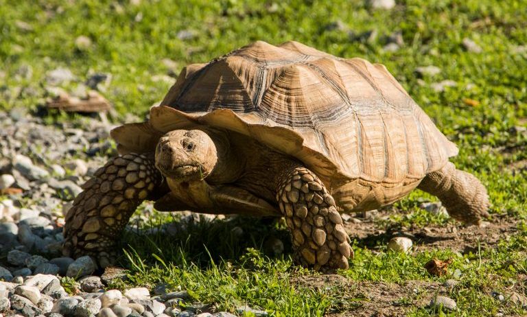 Doppelmayr-Zoo-c-Stephan-Nenning-Tribal-Pix_8-768x489 Doppelmayr-Zoo-c-Stephan-Nenning-Tribal-Pix_8-768x489
