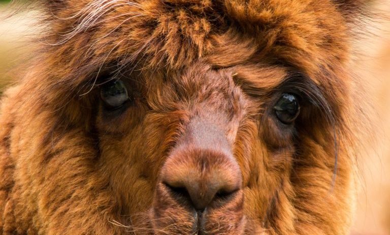 Doppelmayr-Zoo-c-Stephan-Nenning-Tribal-Pix_5-768x489 Doppelmayr-Zoo-c-Stephan-Nenning-Tribal-Pix_5-768x489