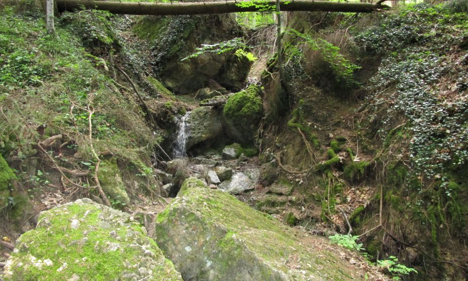 Der typische Felssturzwald im Pfänderkonglomerat, der ein wenig Ursprünglichkeit bewahren darf Der typische Felssturzwald im Pfänderkonglomerat, der ein wenig Ursprünglichkeit bewahren darf