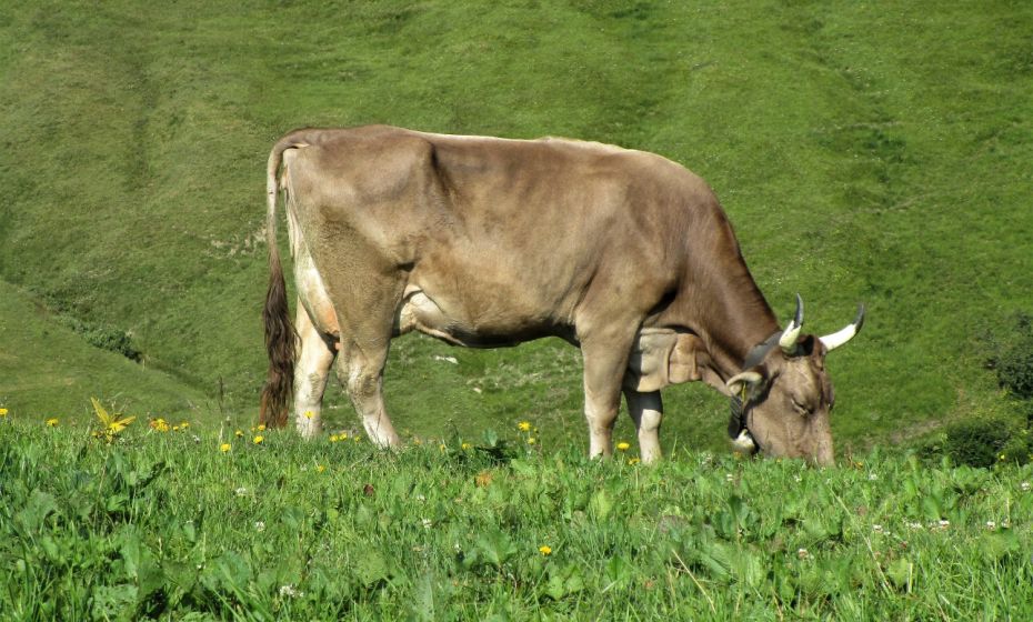 Schaut mal was ich fÃ¼r schÃ¶ne HÃ¶rner habe