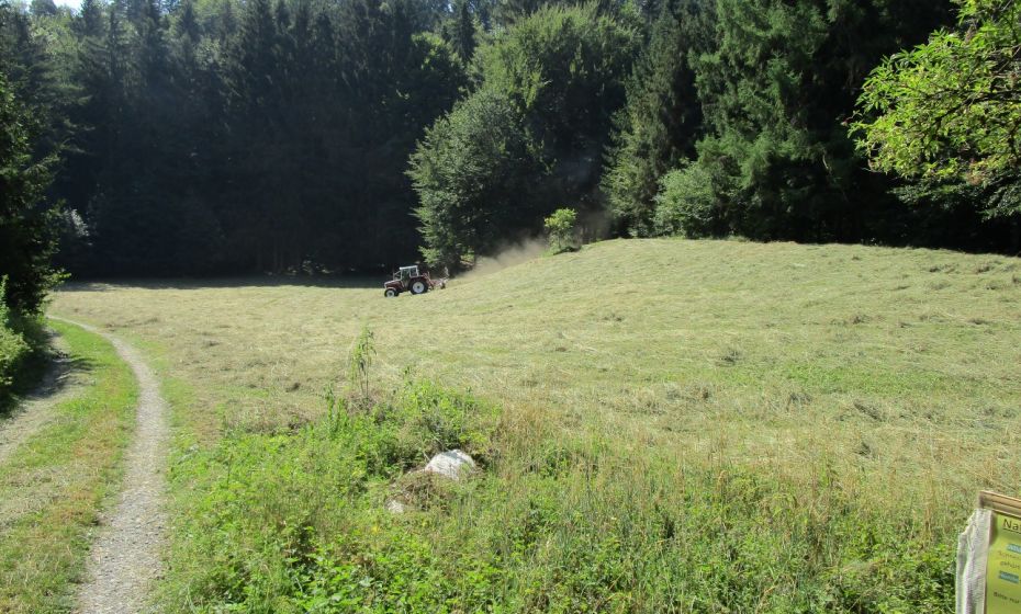 Erich Zucalli - www.guideservice.at Die Mationswiesen mitten im Wald werden nur einmal im Jahr nach dem 15. Juli gemäht