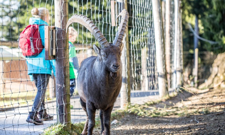 Pfänder Alpenwildpark Pfänder Alpenwildpark