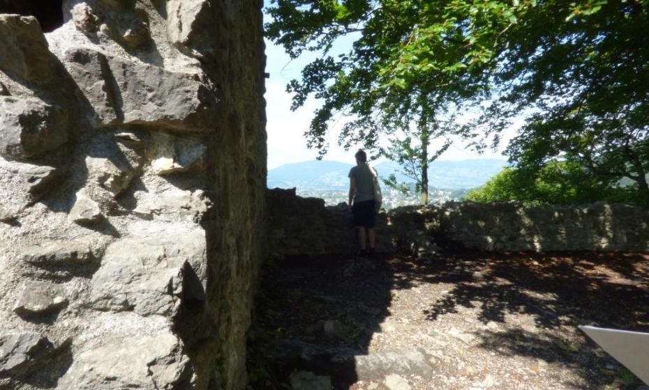 Barbara Neyer - Gemeinde Koblach Die Buche rechts im Bild