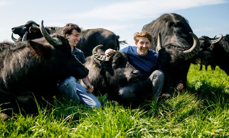 Wasserbüffel, Heldernhof, Höchst