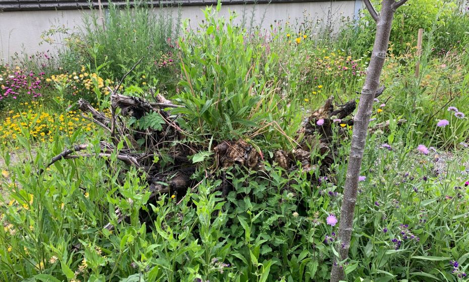 Totholzelemente ZehentstraÃe