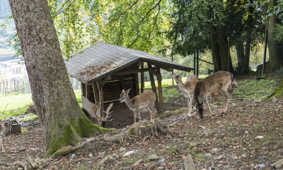 Wildpark Feldkirch Herbst