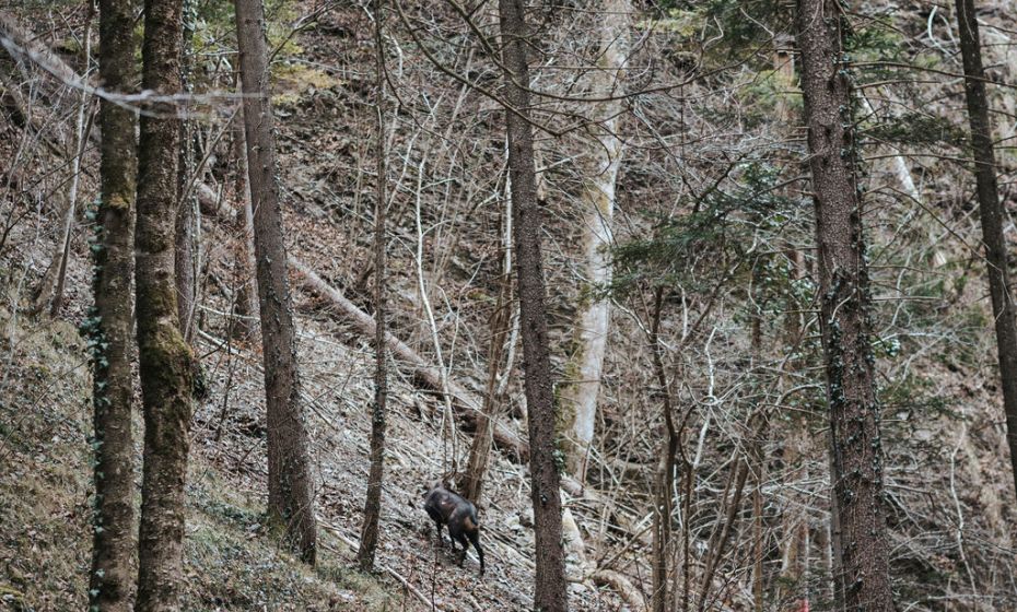 Naturpicknick Ãrflaschlucht