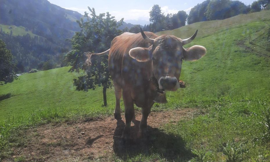 Sunnaschi Appartements - Wohnungen oder gesamt als "Hütte" Sunnaschi Appartements - Wohnungen oder gesamt als "Hütte"