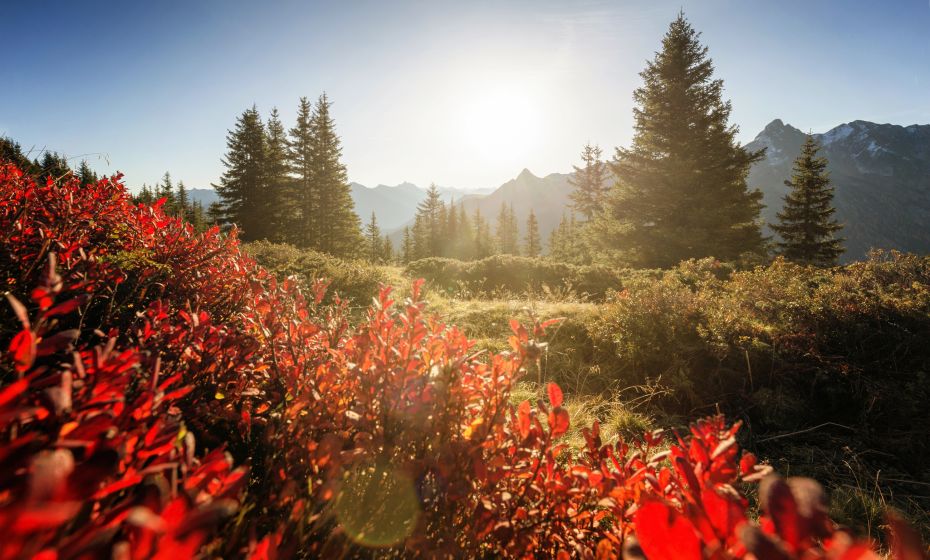Herbstliche Stimmung auf dem Gauertaler AlpkulTour