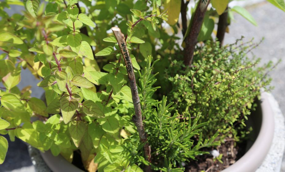 KrÃ¤uterweg "Probiar Amol" - Sport StÃ¶ckl