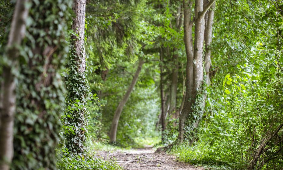 Paspels Seen Paspels Seen