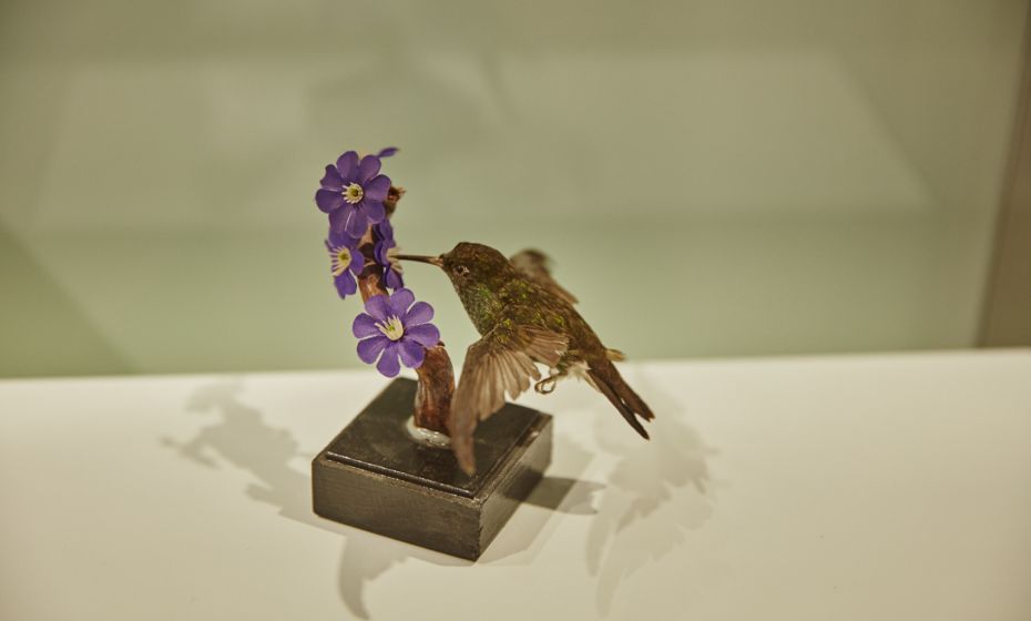 Arche Noah Museum Arche Noah Museum