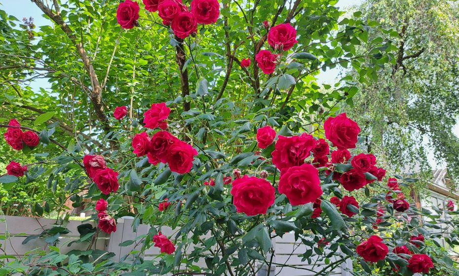 Haus MaPe_Hörbranz_Garten Rosenstock Haus MaPe_Hörbranz_Garten Rosenstock