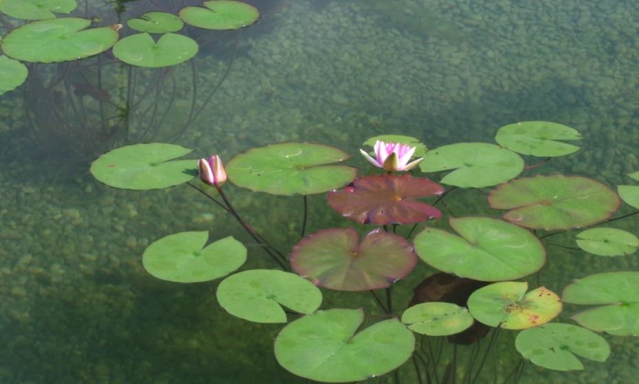 Ferienhäuschen "Lore" - Mathis, Dornbirn Ferienhäuschen "Lore" - Mathis, Dornbirn
