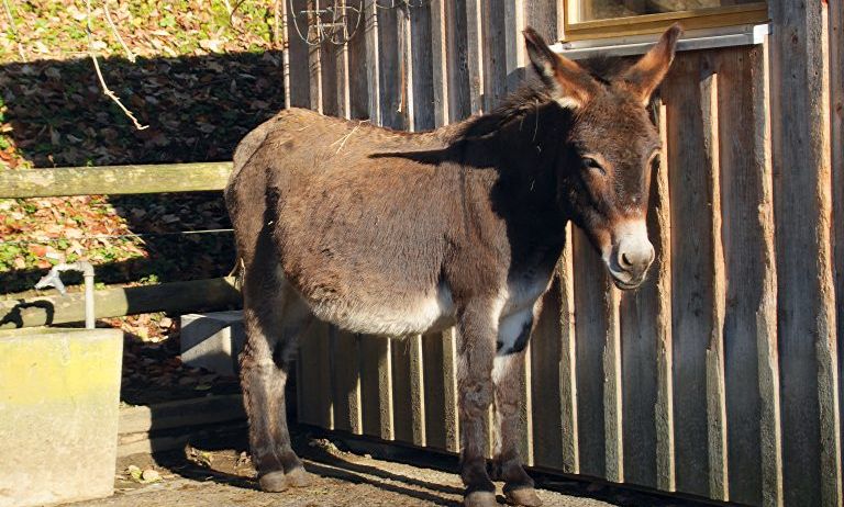 Doppelmayr-Zoo-c-Doppelmayr-Zoo_2-768x489 Doppelmayr-Zoo-c-Doppelmayr-Zoo_2-768x489