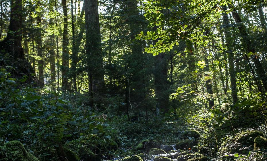 Ãrflaschlucht Ãrflaschlucht