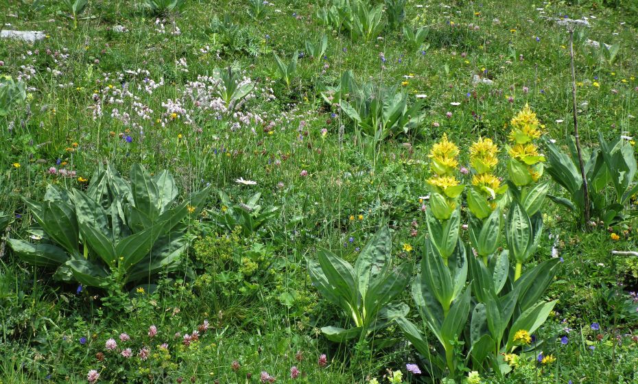 Erich Zucalli - www.guideservice.at Zum Glück blüht in dieser Höhe noch der Gelbe Enzian