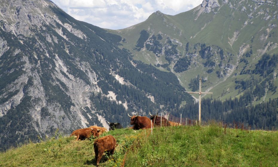 Erich Zucalli - www.guideservice.at Ob auch die Hochlandrinder den Blick zum Amatschonjoch genieÃen?