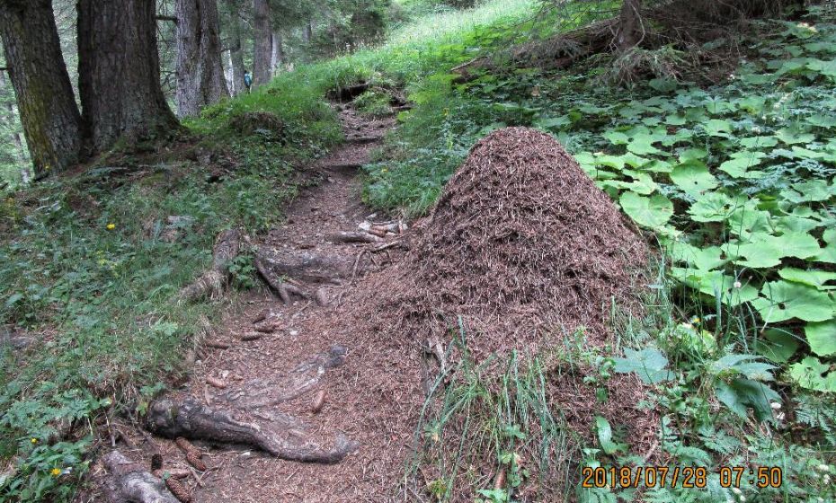 SchÃ¶ner schattiger Waldweg zur Setschalpe