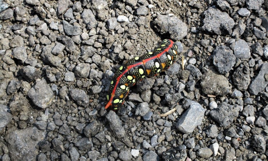 Erich Zucalli - www.guideservice.at Was für ein Schmetterling wohl diese wunderschöne Raupe mal wird?