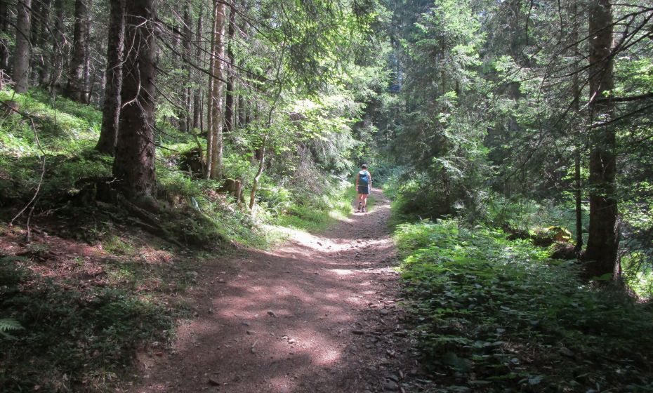Sanfter Anstieg durch den schattigen Stürcherwald Sanfter Anstieg durch den schattigen Stürcherwald