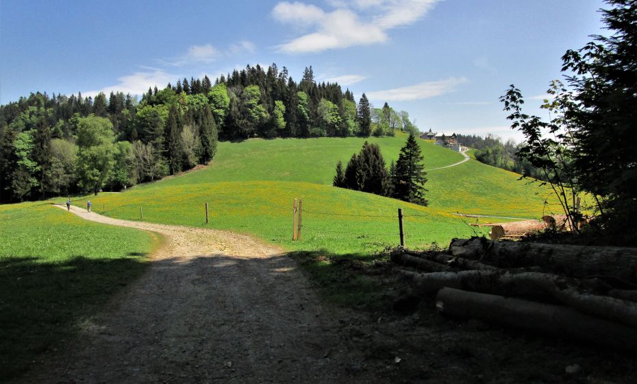 Nach dem Waldaustritt hinterm FÃ¼rnberg gehtÂ´s dann wieder leicht aufwÃ¤rts zur TrÃ¶gerhÃ¶he