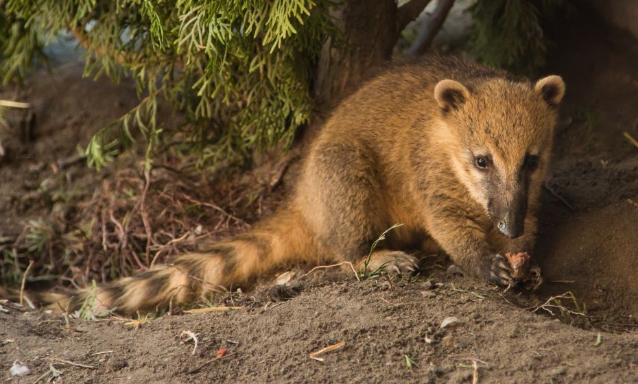 Bodensee-Vorarlberg Tourismus Doppelmayr-Zoo