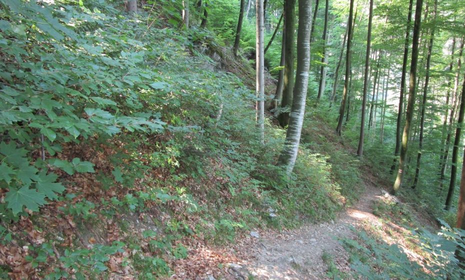 Erich Zucalli - www.guideservice.at Abstieg durch schönen, schattigen Buchenwald nach Arbogast