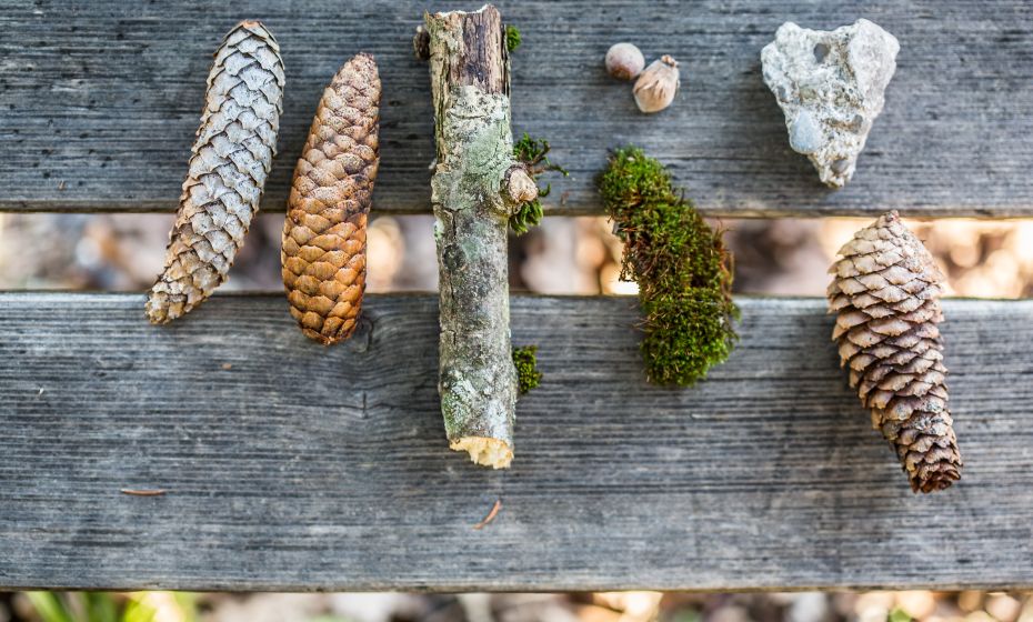 Pfänder Alpenwildpark Pfänder Alpenwildpark