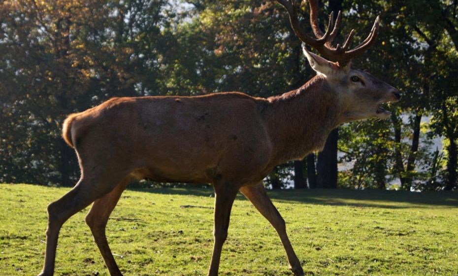 Landgasthof Hirschen