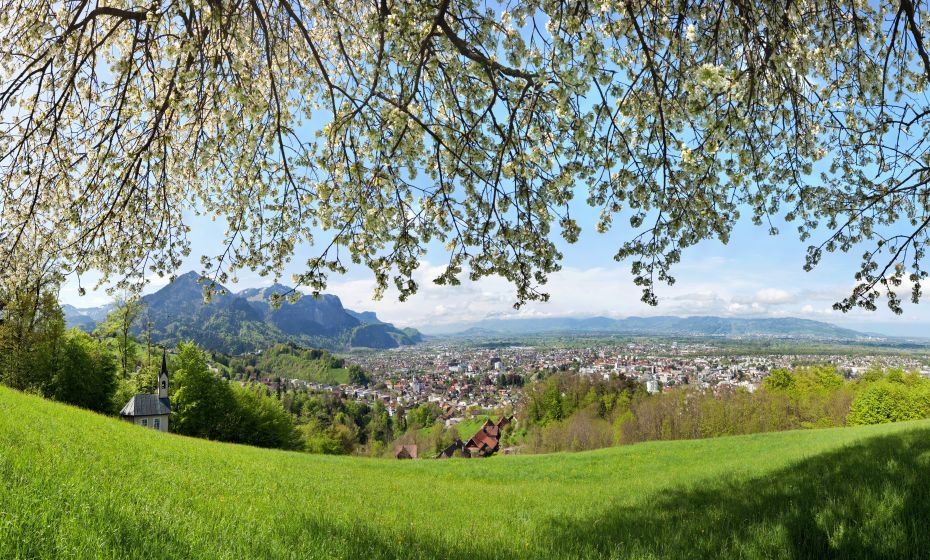 Kirschbaum mit Blick auf Dornbirn Kirschbaum mit Blick auf Dornbirn