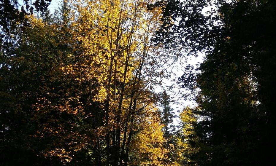 1 ZI Appartement Zauberwald 1 ZI Appartement Zauberwald