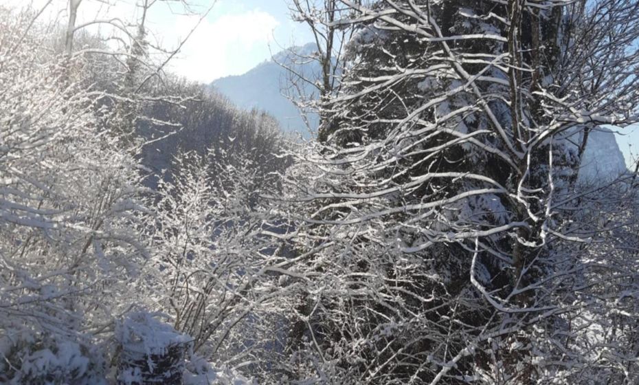 Ferienwohnung Bodenseeblick