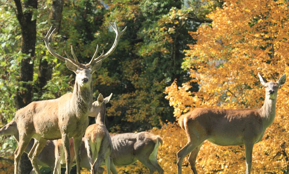 Rotwild im Wildpark Feldkirch