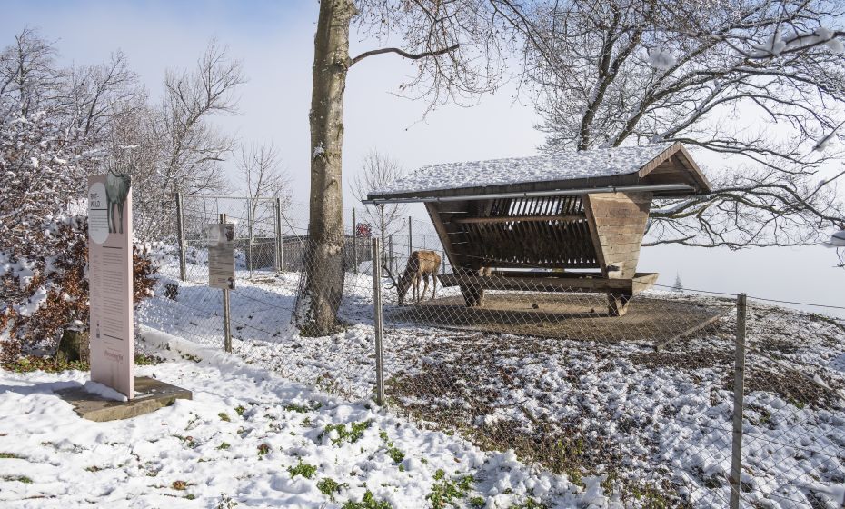 Wildpark Feldkirch Rotwild Gehege