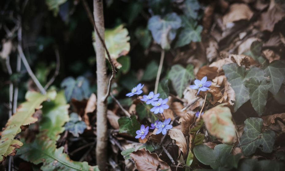 Naturpicknick Ãrflaschlucht