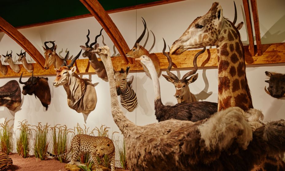 Arche Noah Museum Arche Noah Museum