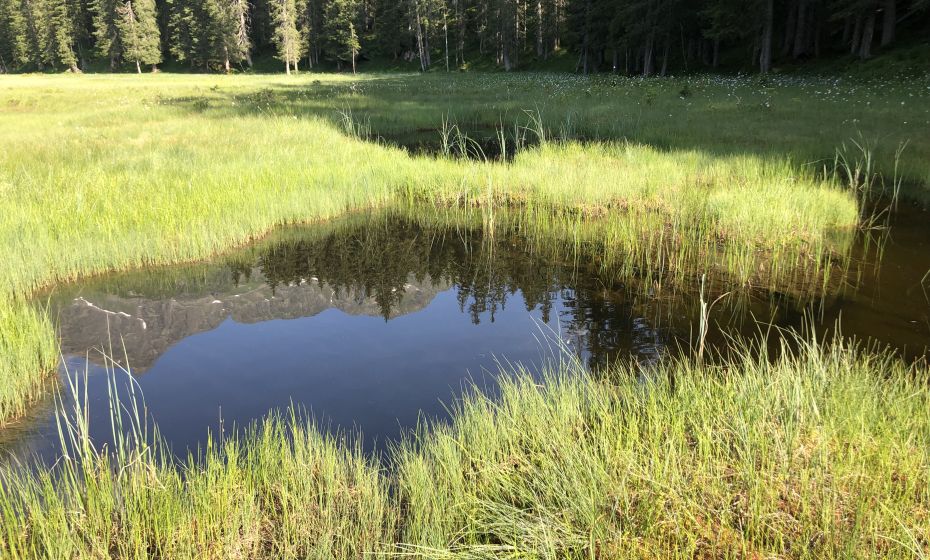 Hochmoor Wildried am Kristberg Hochmoor Wildried am Kristberg
