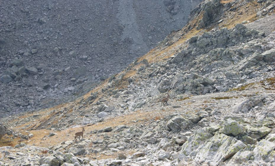 Steinböcke am Gafierjöchle (2.415 m) Steinböcke am Gafierjöchle (2.415 m)