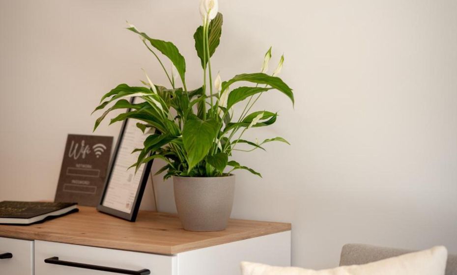 KopfRausch Appartements