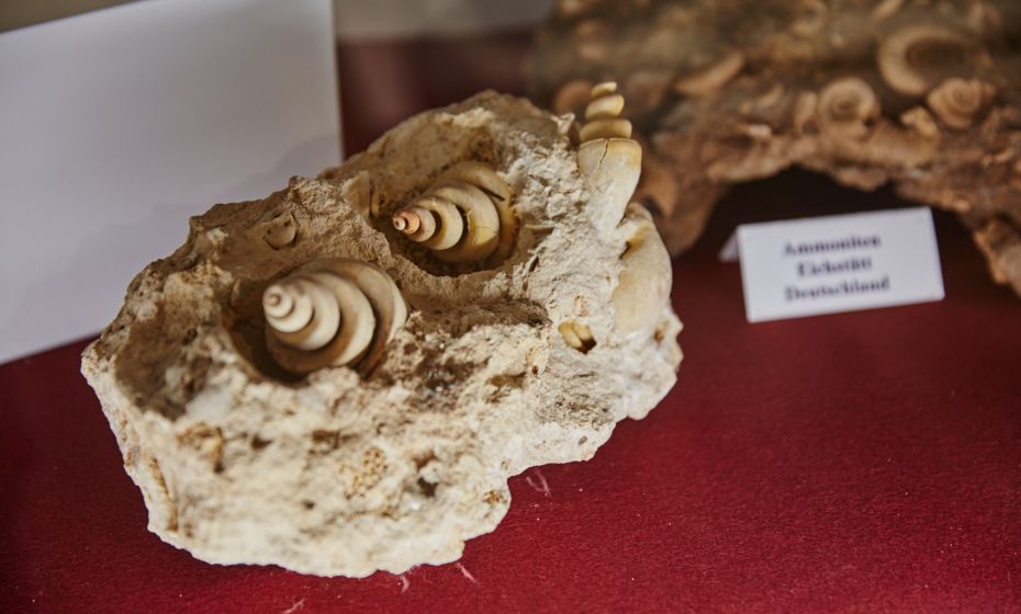 Arche Noah Museum Arche Noah Museum